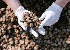 Tân Việt Sơn, TAVISO, Sa cashew nut, hạt điều (3)