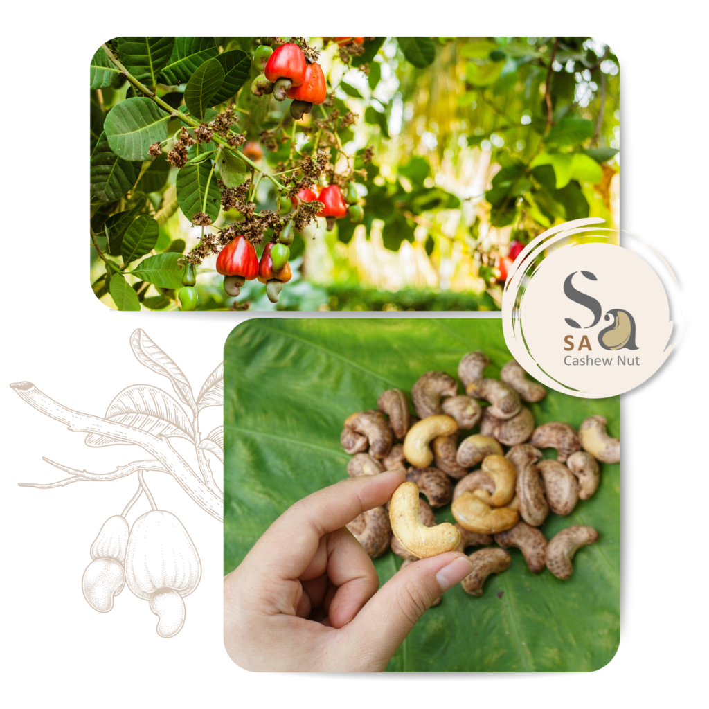 SA CASHEW NUT GIỚI THIỆU 1