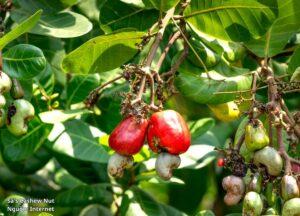 Sa's Cashew Nut